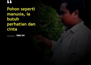 Pohon